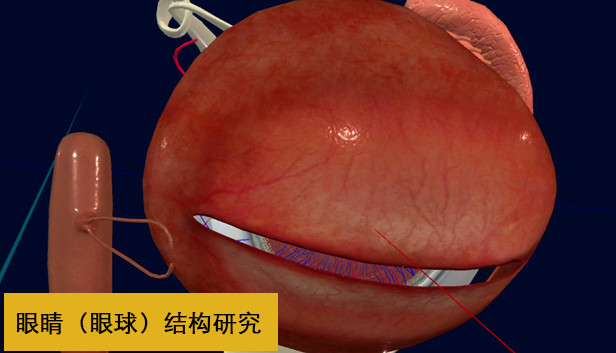 眼睛（眼球）结构研究
