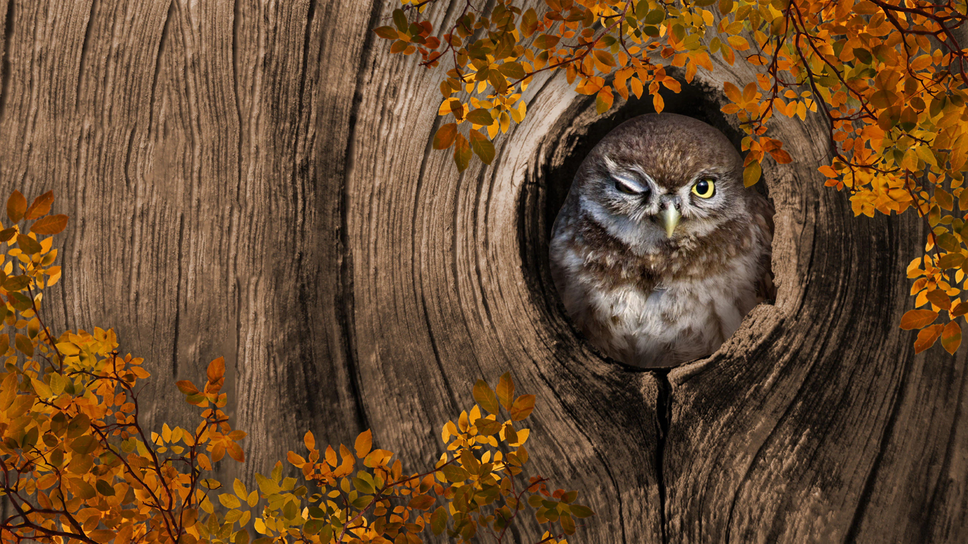 I Love Finding Birds Collector's Edition