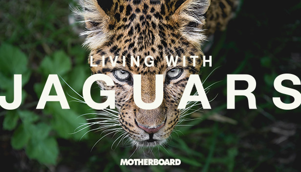 Living with Jaguars