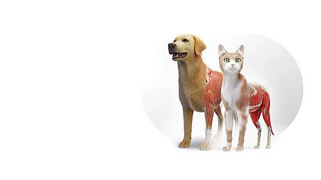 Animal Anatomy VR Game