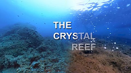 The Crystal Reef Game