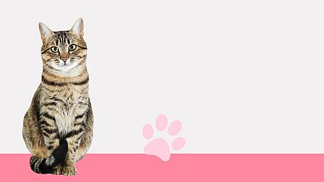 I Love Finding Cats Collector's Edition Game