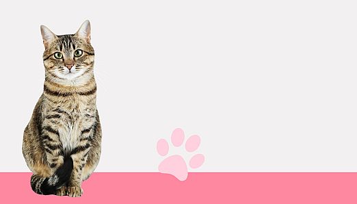 I Love Finding Cats Collector's Edition