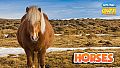 Let's Play Jigsaw Puzzles: Horses