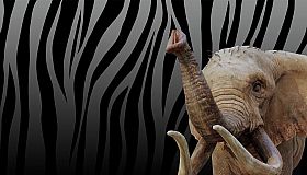 Zoo Simulator