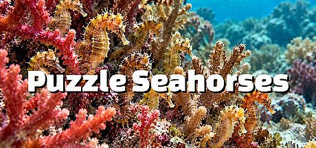 Puzzle Seahorses