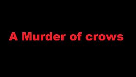 A murder of crows