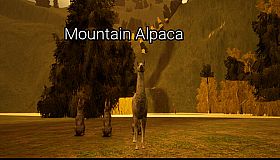 Mountain Alpaca