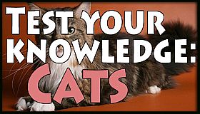 Test your knowledge: Cats