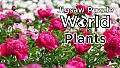 Jigsaw Puzzle World - Plants