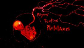 Magnus Positive Phototaxis