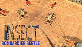 Insect: Bombardier beetle