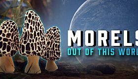 Morels: Out of this World