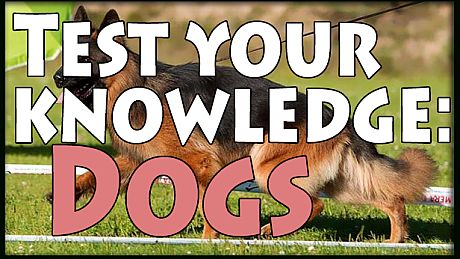 Test your knowledge: Dogs Game