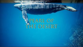 Pearl of the Desert