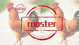 hgmGame-rooster