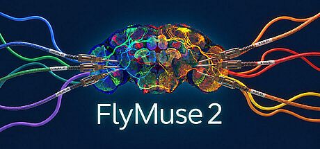 FlyMuse  2