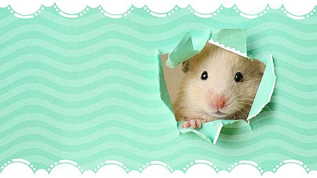 I Love Finding Critters Collector's Edition Game