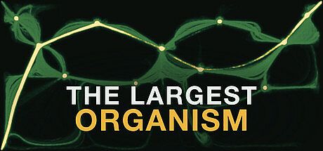 The Largest Organism