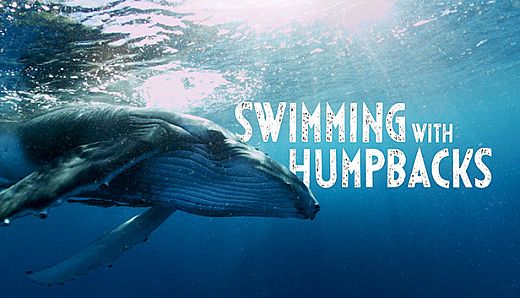 Swimming with Humpbacks