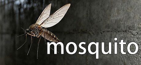 mosquito