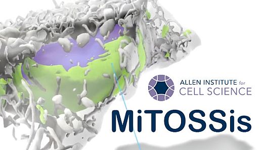 MiTOSSis