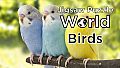 Jigsaw Puzzle World - Birds