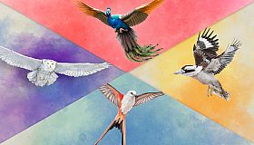 Wingspan + European + Oceania + Asia