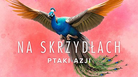 Wingspan: Asia Expansion DLC