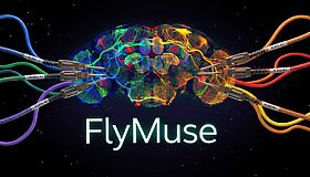 FlyMuse