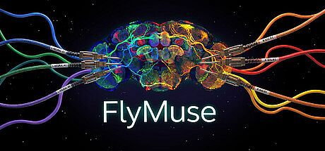 FlyMuse