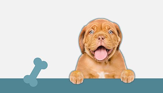 I Love Finding Pups! Collector's Edition