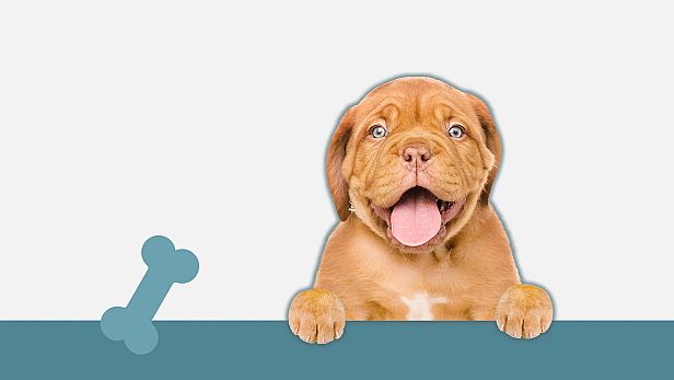 Buy I Love Finding Pups! Collector's Edition