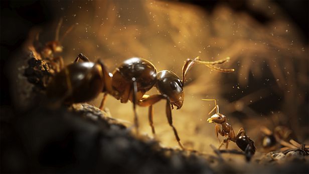 Buy Empire of the Ants