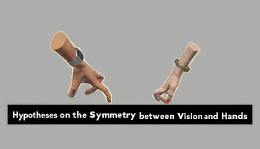 Hypotheses on the Symmetry between Vision and Hands