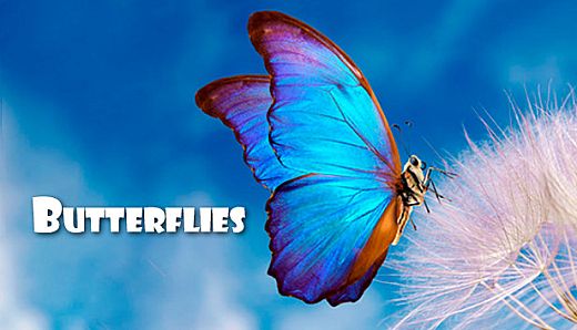 Master of Pieces Butterflies DLC