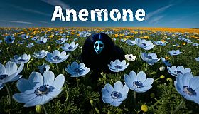 アネモネ / Anemone