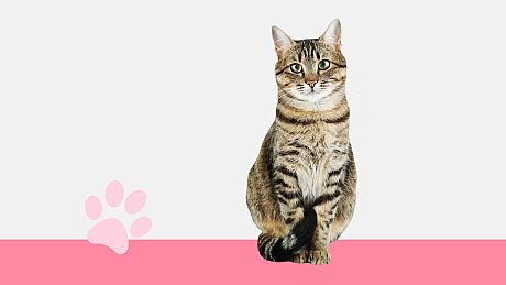 I Love Finding Cats! Collector's Edition Game