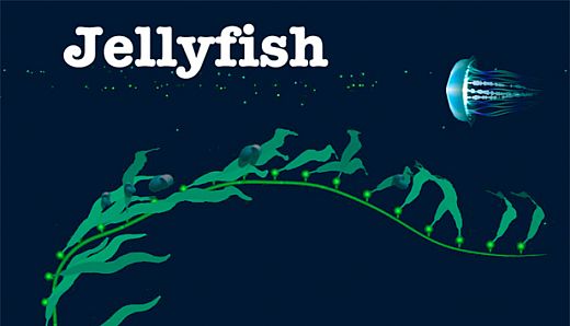 Jellyfish