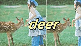 deer