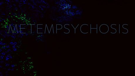 Metempsychosis Game