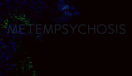 Metempsychosis