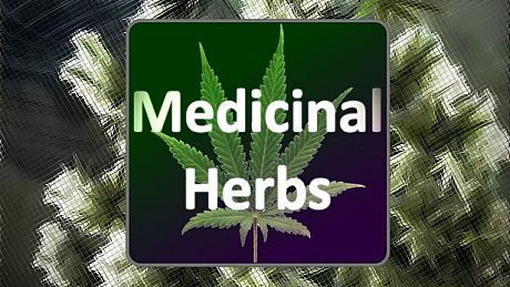 Medicinal Herbs - Cannabis Grow Simulator Game