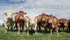 The Cows Are Watching