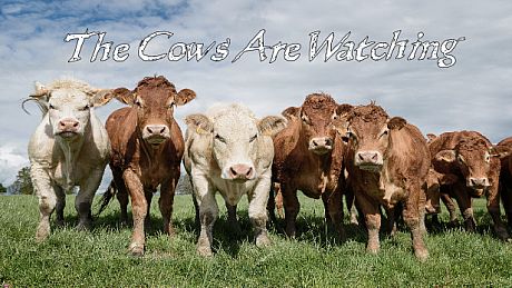 The Cows Are Watching Game