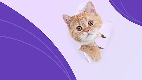 I Love Finding MORE Cats Collector's Edition Game