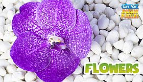 Let's Play Jigsaw Puzzles: Flowers