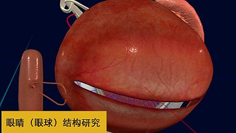 眼睛（眼球）结构研究 Game