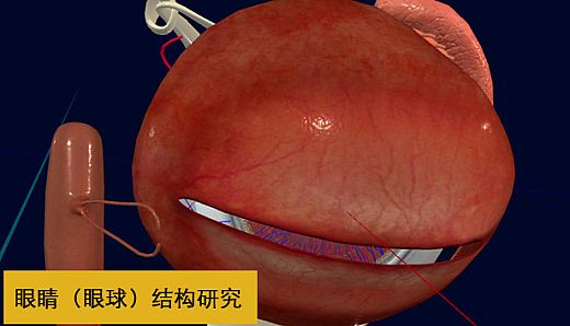 眼睛（眼球）结构研究