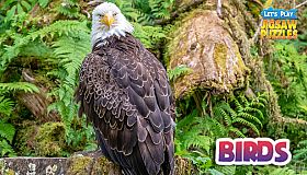 Let's Play Jigsaw Puzzles: Birds